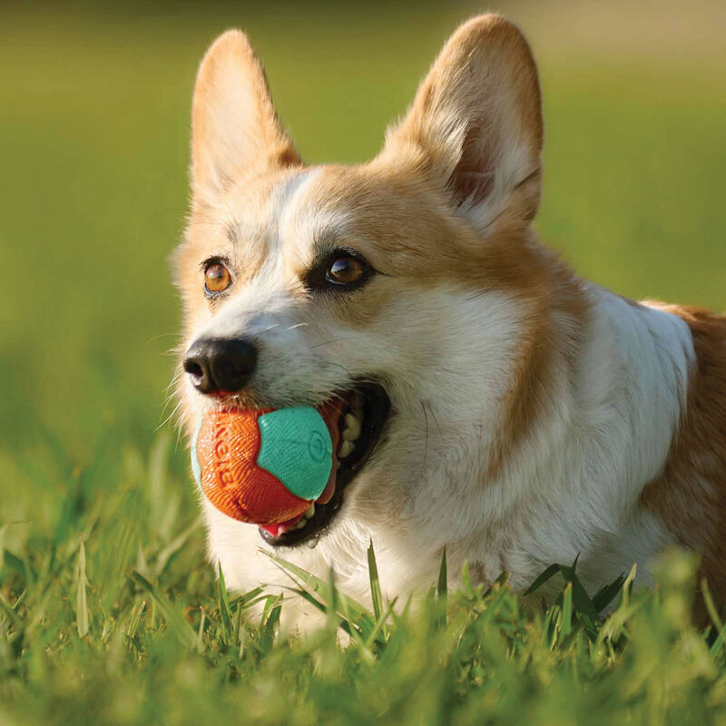Bionic Super Squeak Ball Dog Toy  image number null