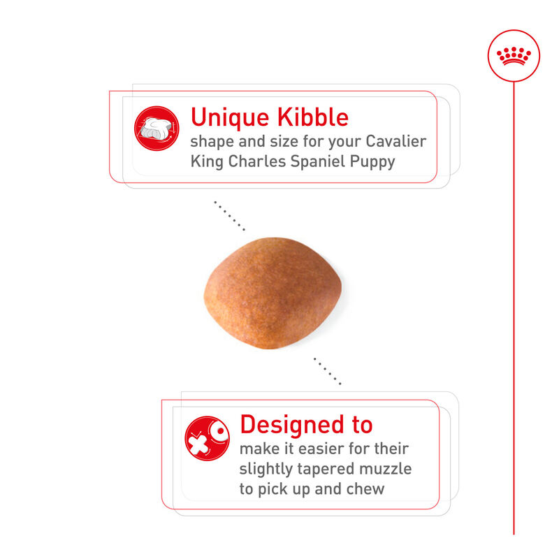 Royal Canin, Puppy, Breed Health -Cavalier King Charles - Dry Dog Food image number null