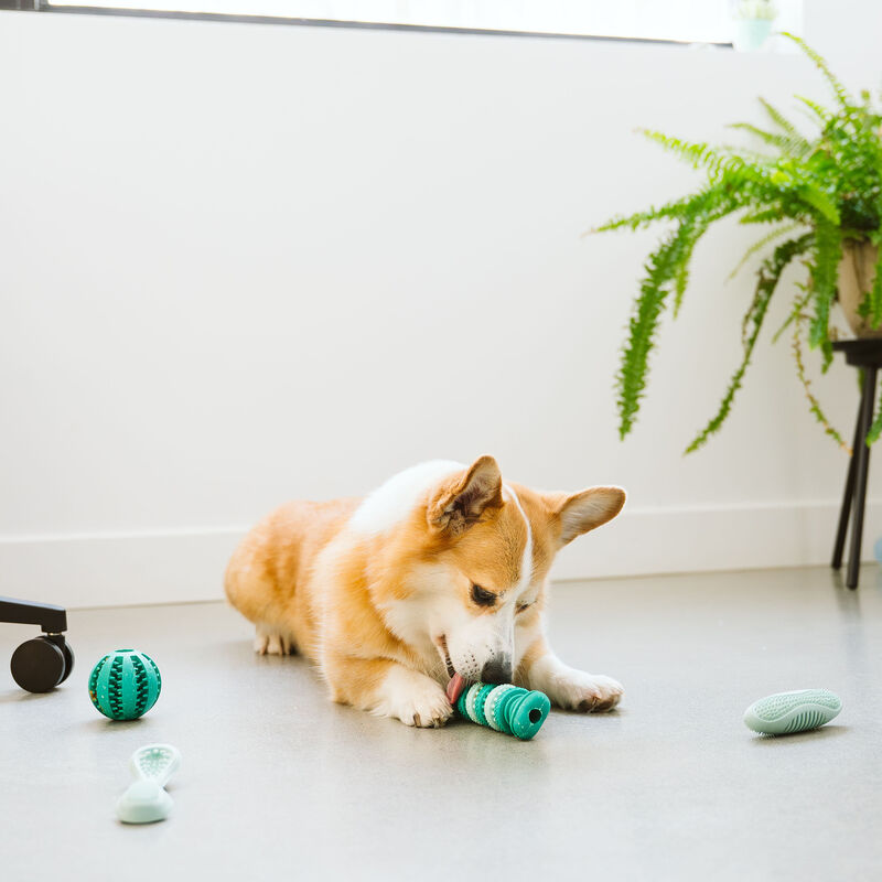 Bozzy Dental Dispenser Ball Dog Toy image number null
