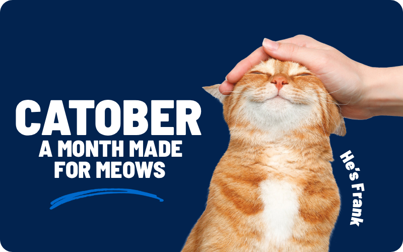 Explore Catober at Ren's Pets