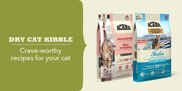 Dry cat kibble - crave-worthy recipes for your cat